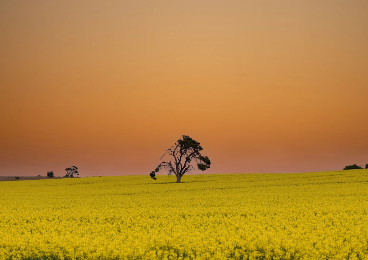 Golden glow of a sunset on a canola field