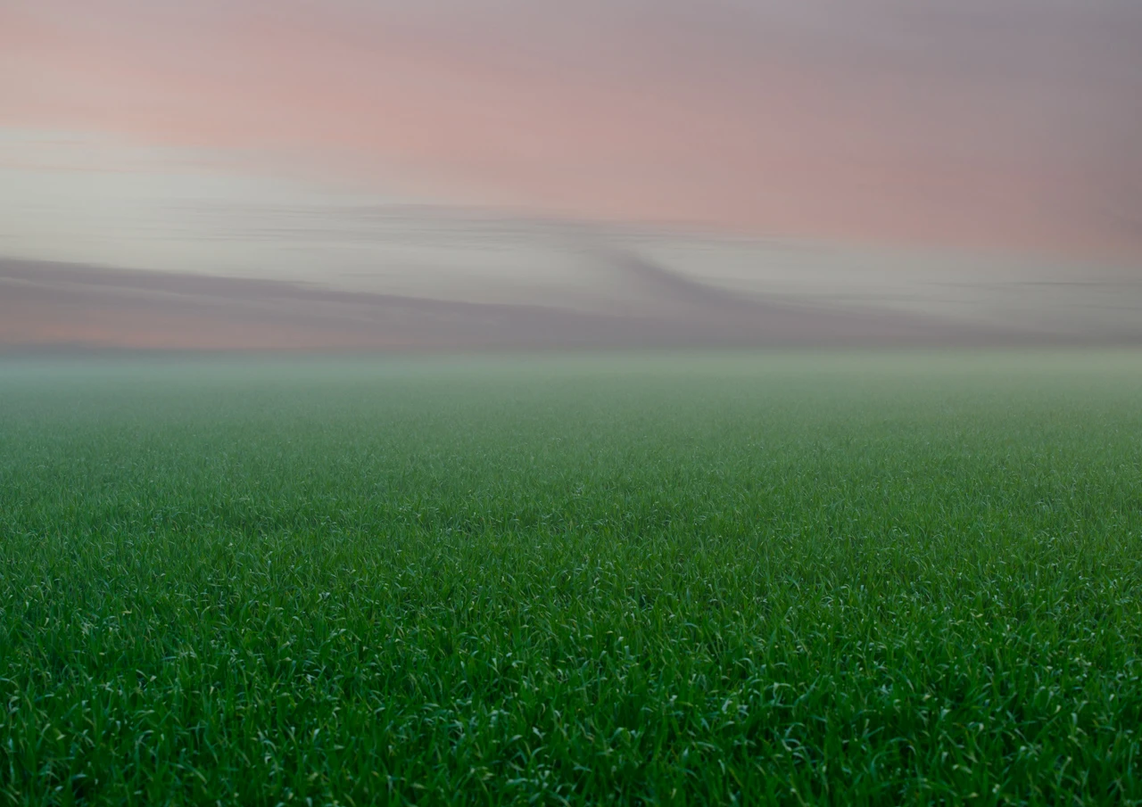 Green grass and pink fog in the early morning