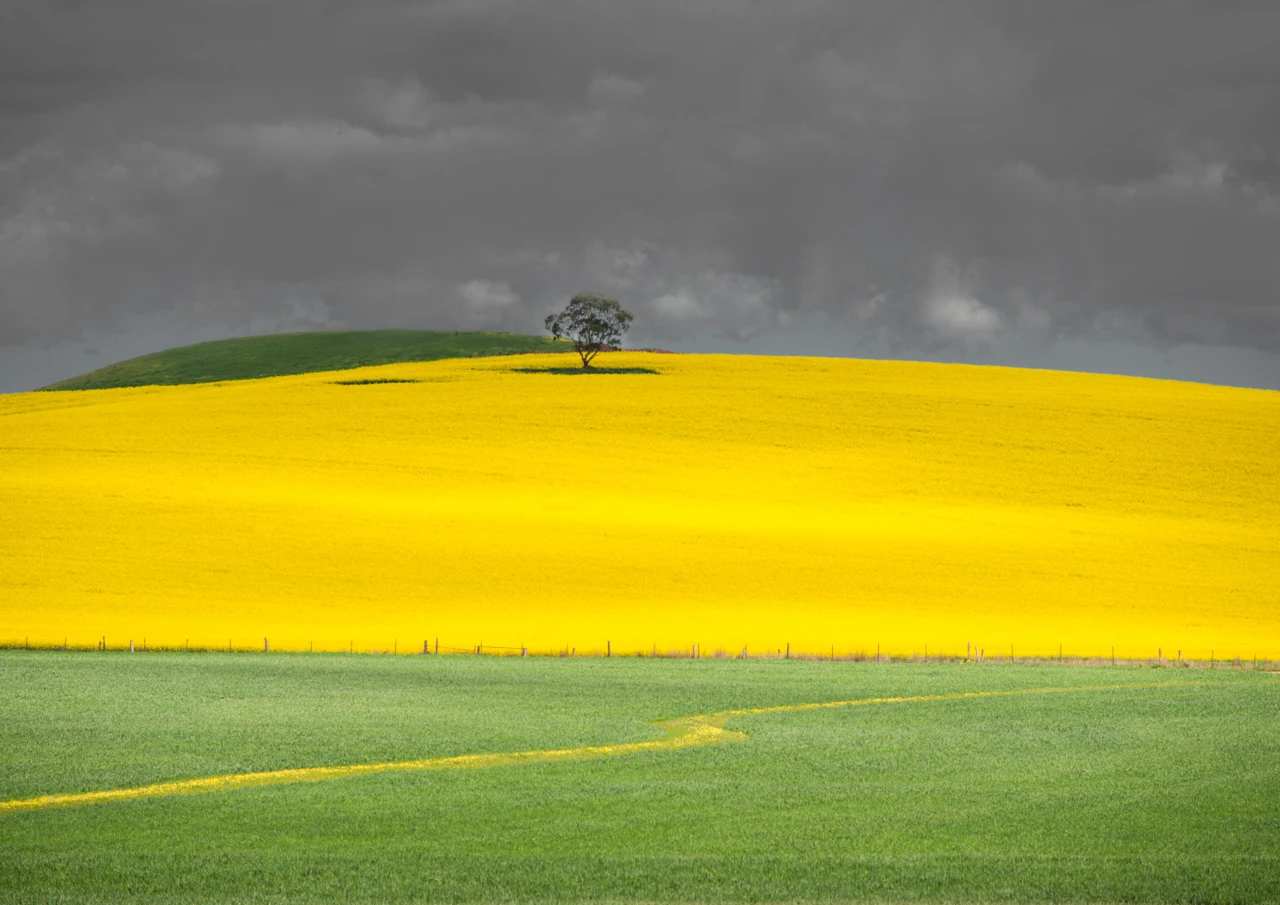 Green and yellow farmers fields on a grey day