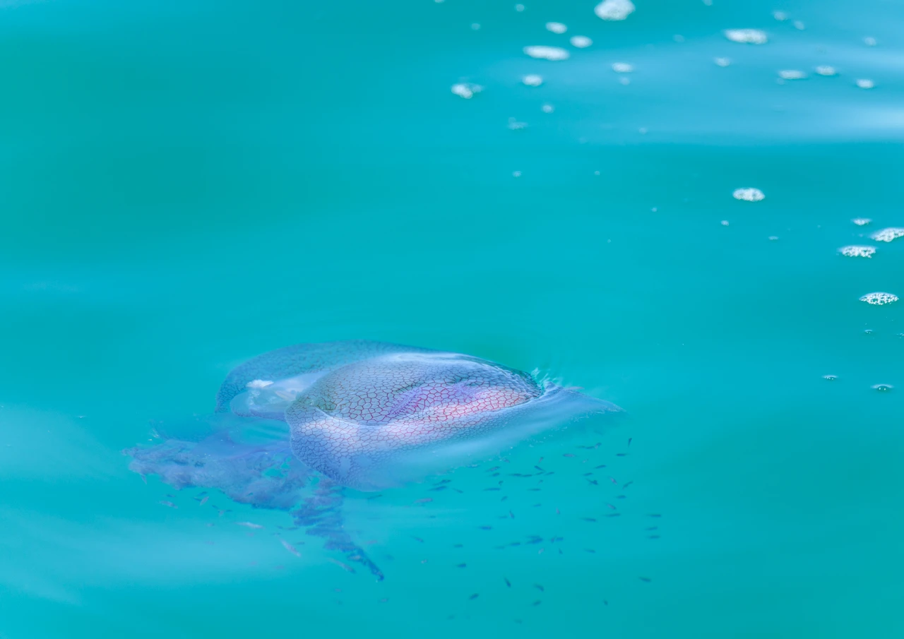 Jelly fish in a colourful ocean