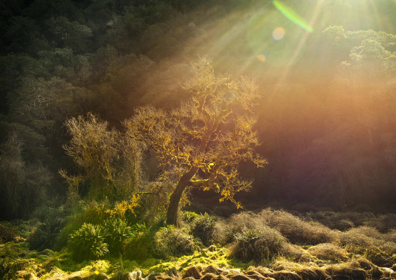 Last light on mossy trees at Haast Pass New Zealand