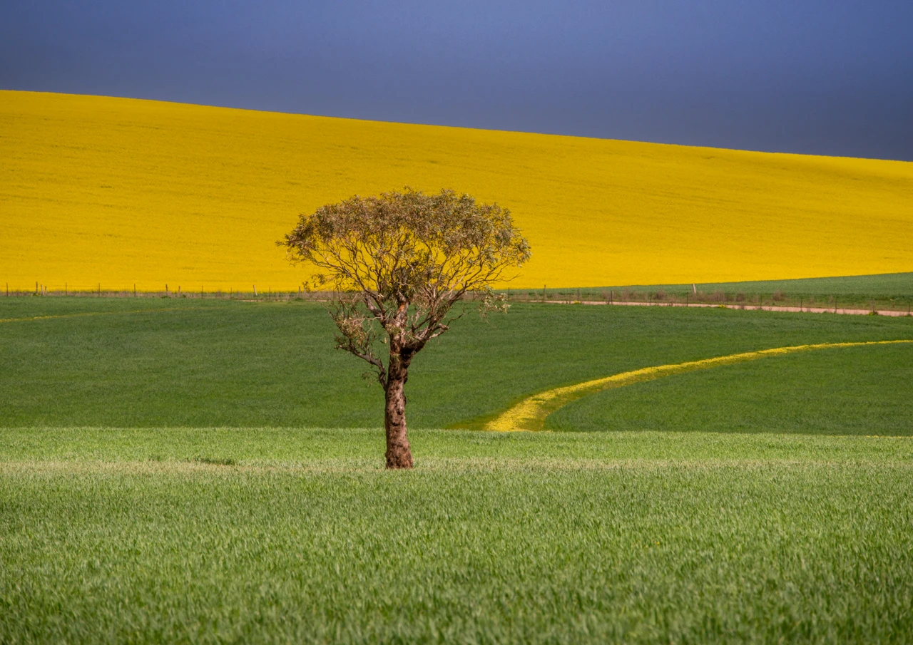 Tree in canola field