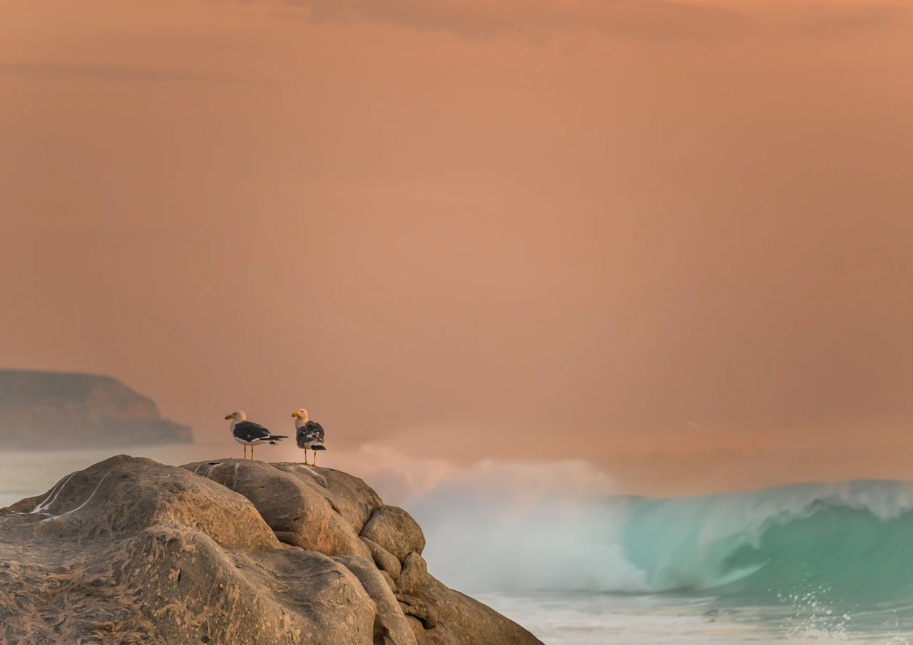 Two pacific gulls at West Cape Yorke Peninsula