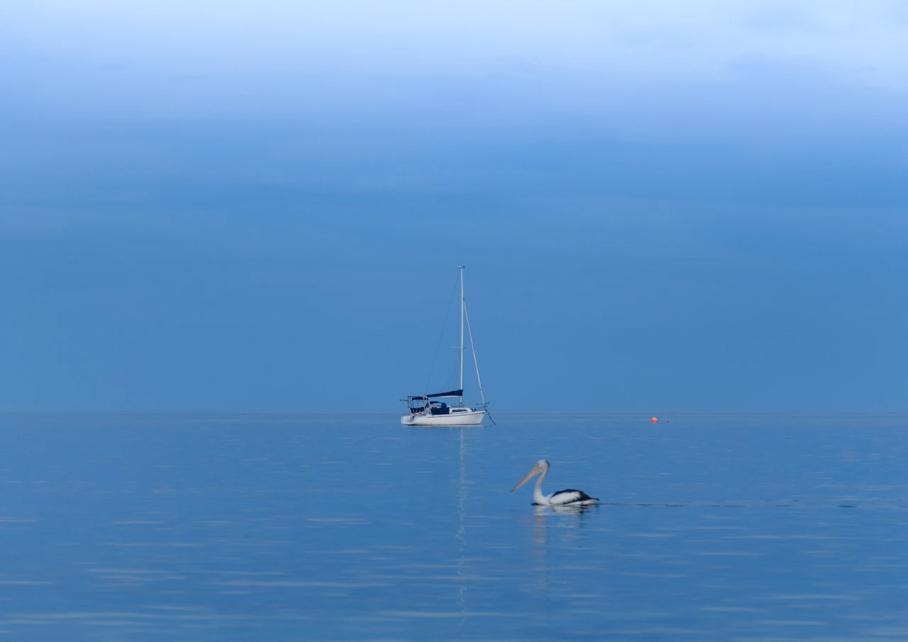 Blurry pelican swimming past a yacht at sunset Pelican and yacht in background