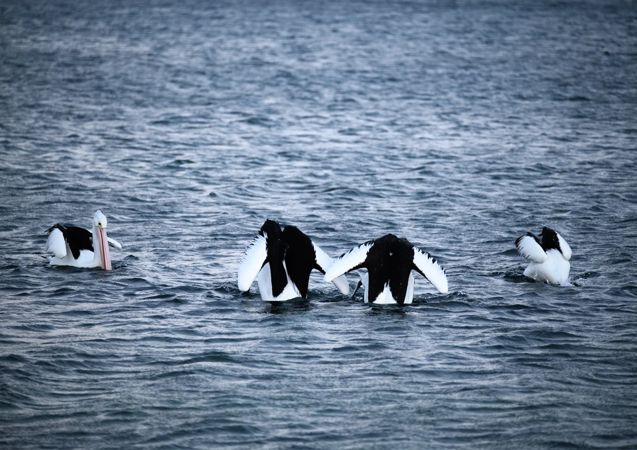 Heads down and pelicans eating Pelicans eating food