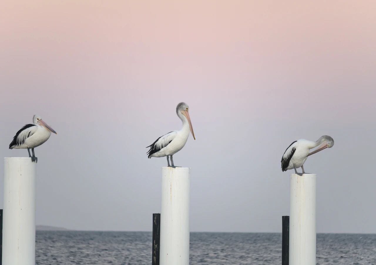 Just the three of us, pelicans Three pelicans cleaning themselves in a pink sunset