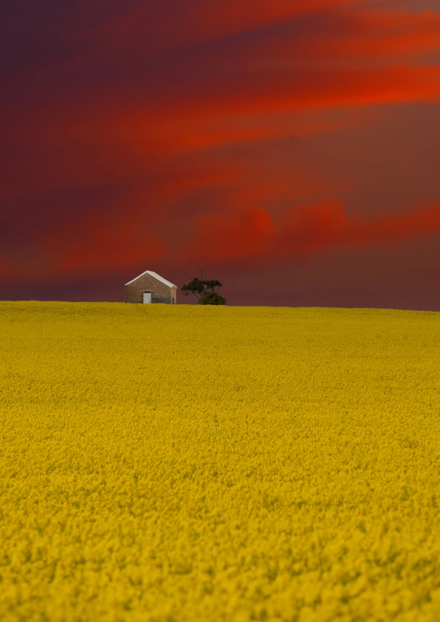 Red sky and yellow field