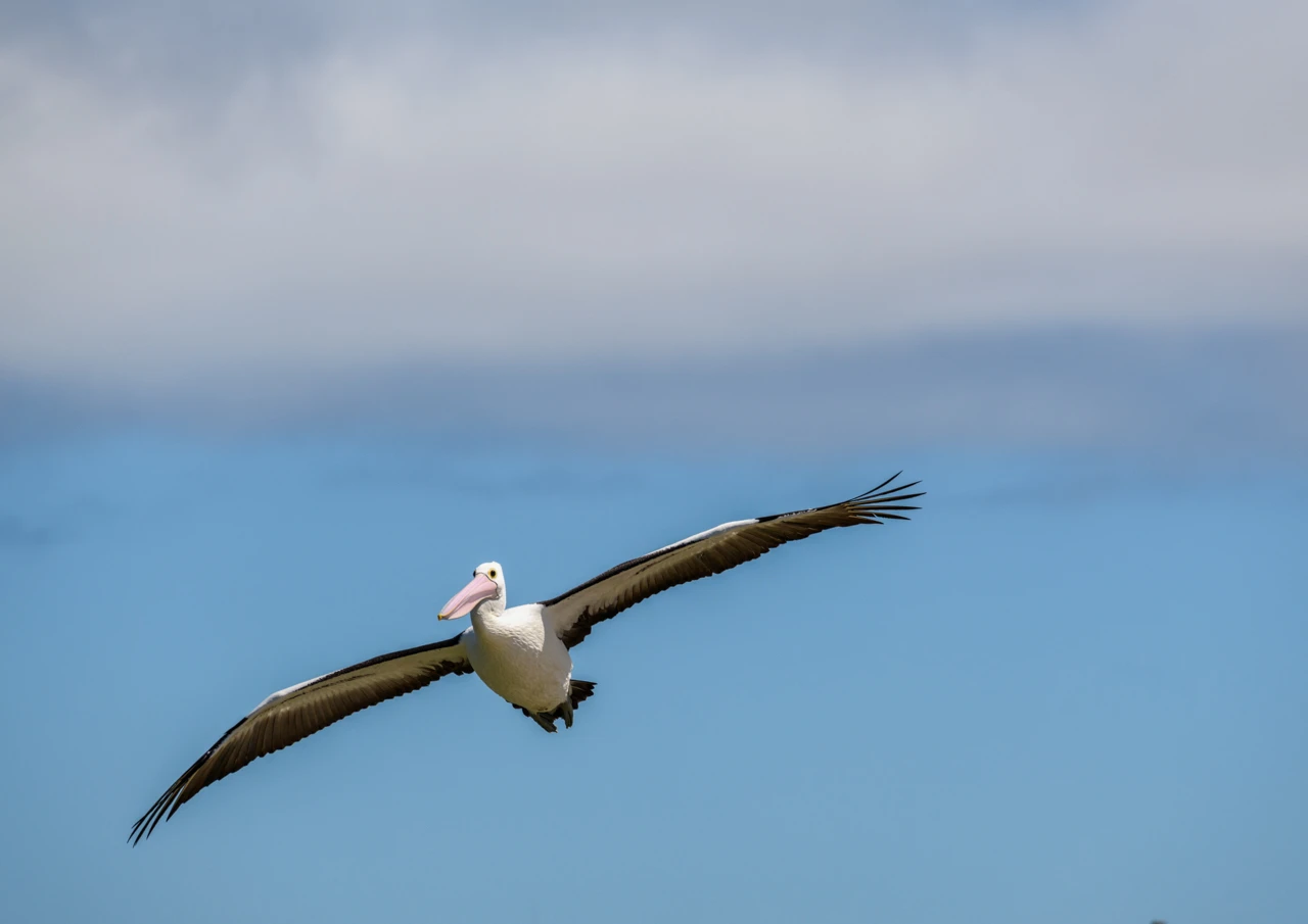 One pelican flying Pelican flying