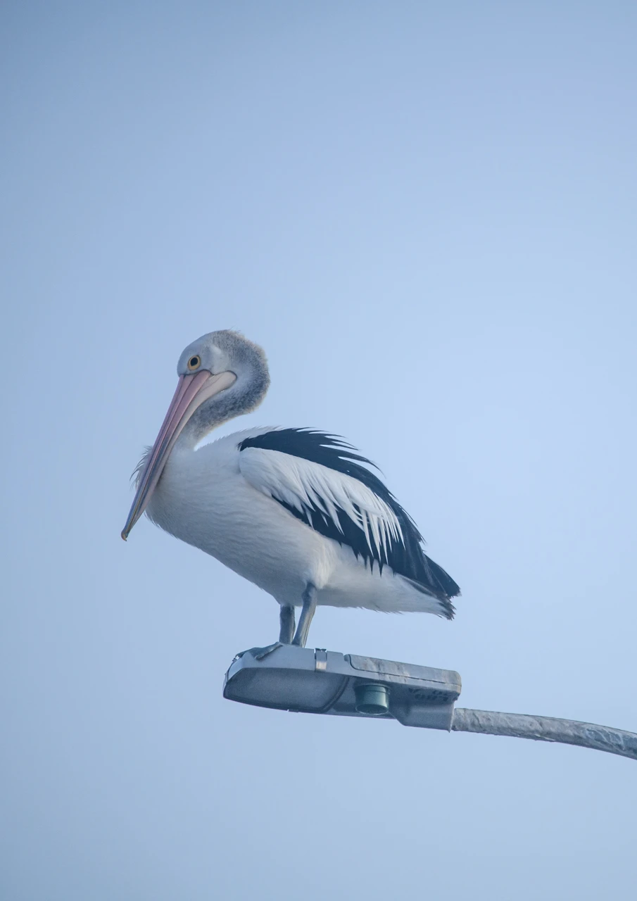 One pelican sits on the street light Marion Bay Pelican on a street light