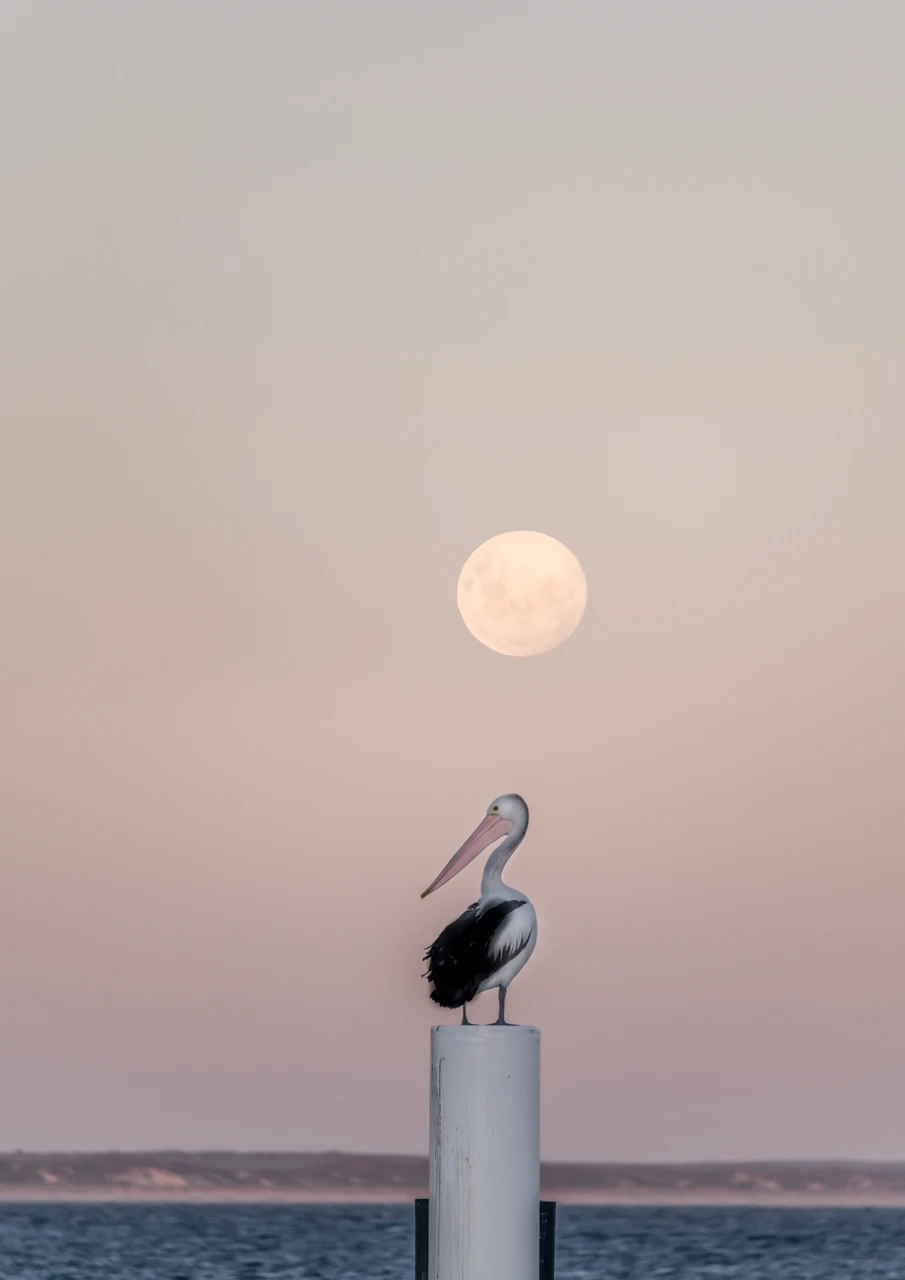 Pelican and moon Marion Bay Red sky and yellow field
