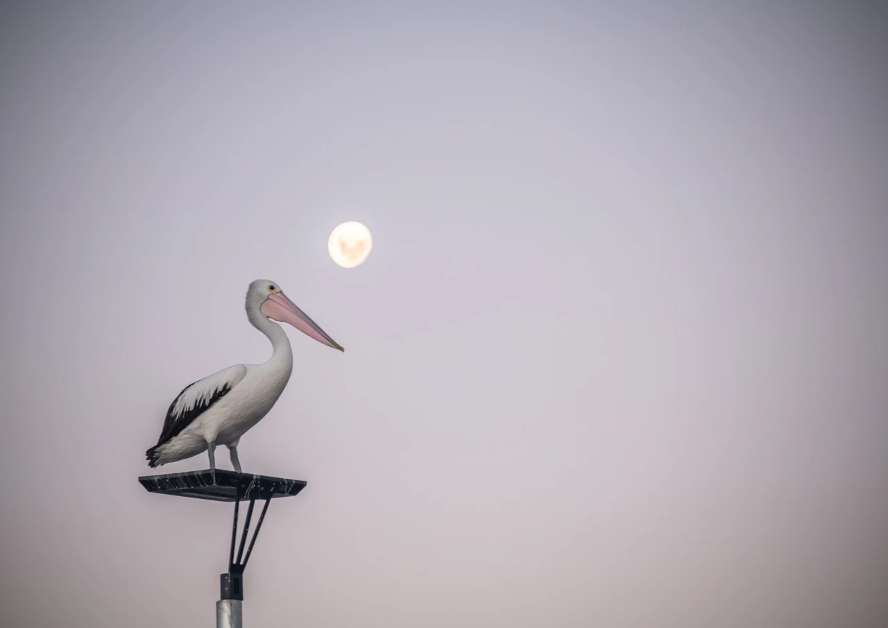 Pelican and moon rise One pelican and the moon
