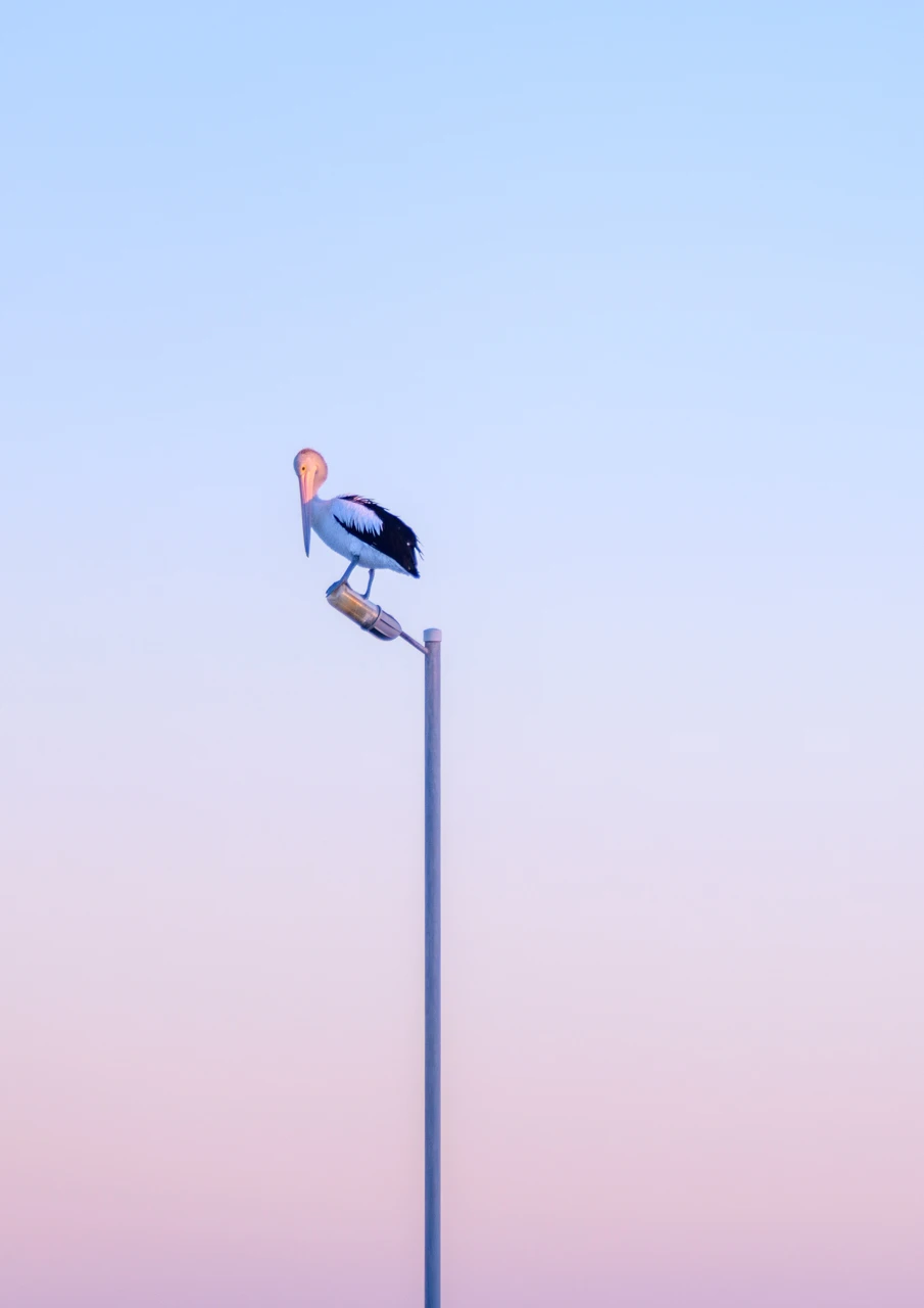 Pelican on jetty light Pelican resting on a street light