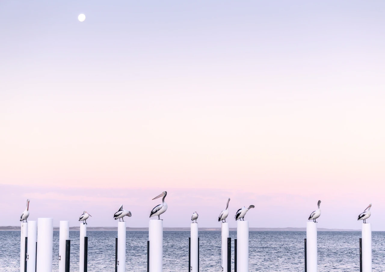 Pelicans and distant moon Pelicans and a pink sunset