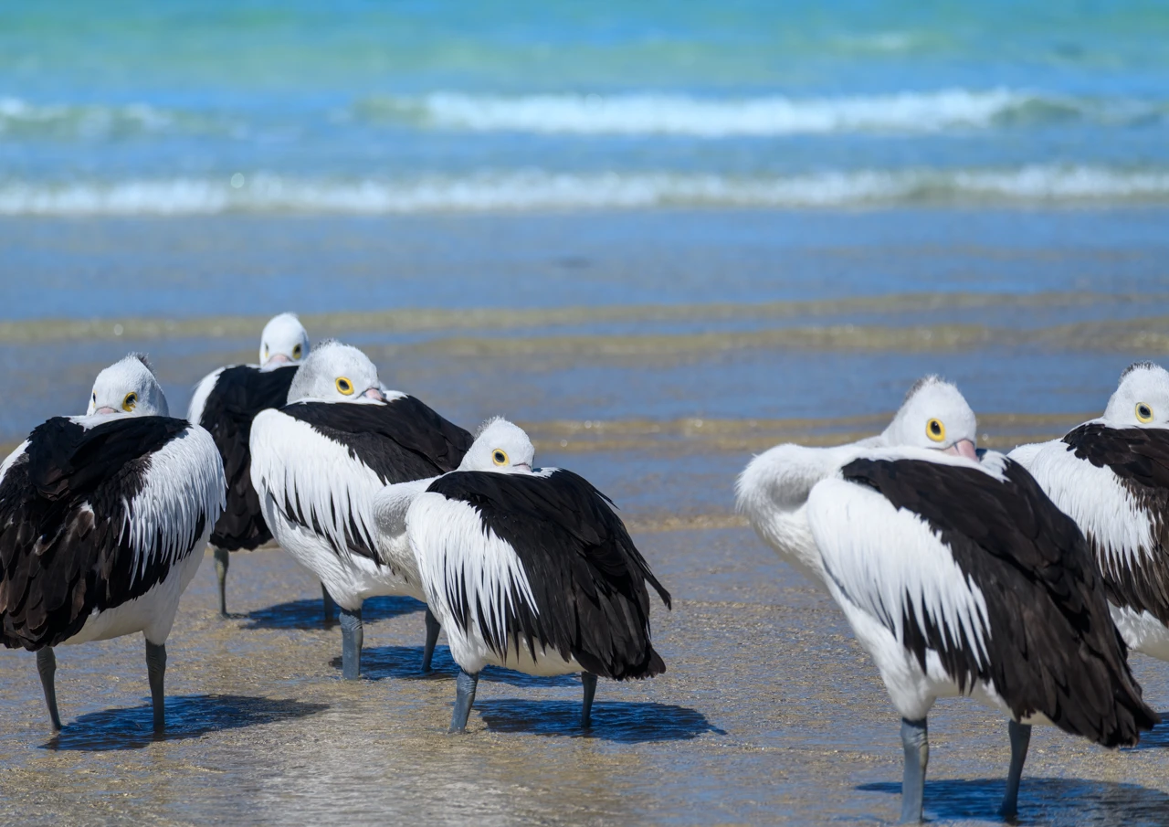Pelicans asleep but with an eye open Pelicans asleep with one eye open