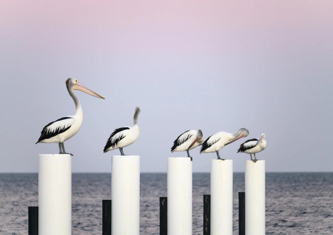 Pelicans at Marion Bay Pelicans at the boat ramp Marion Bay