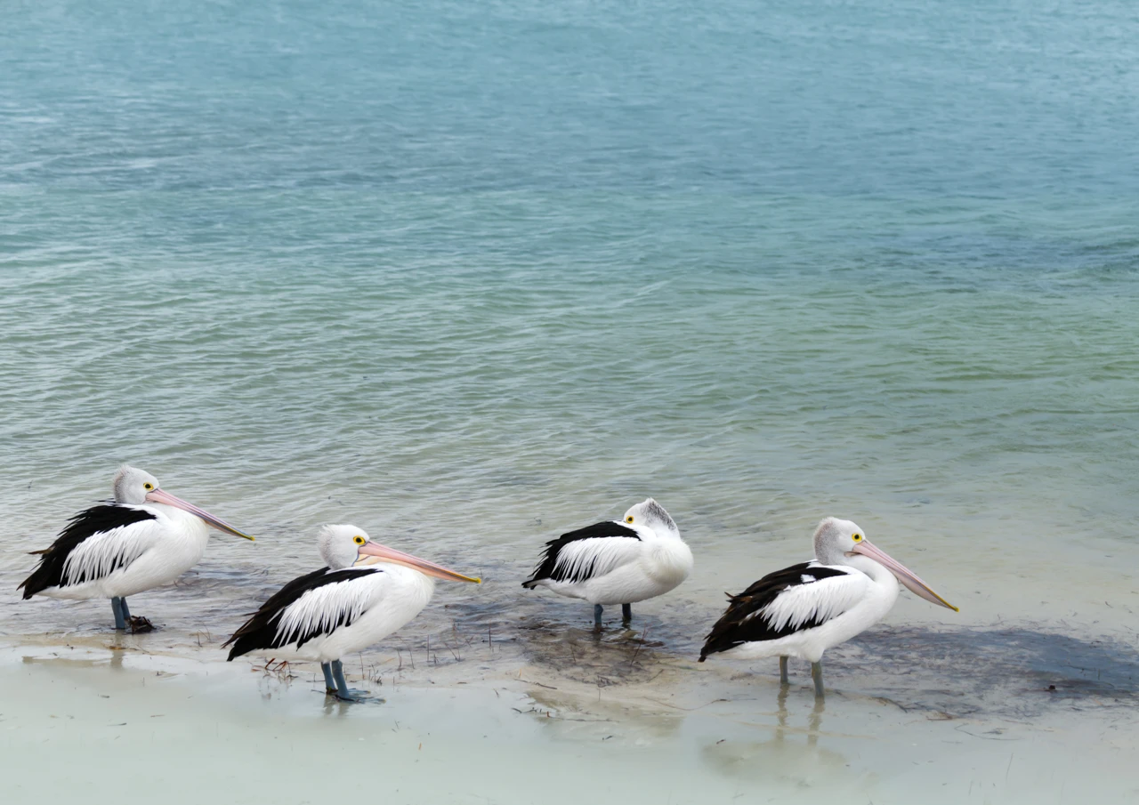 Pelicans on a cool day resting in the ocean waters pelicans on a cool day