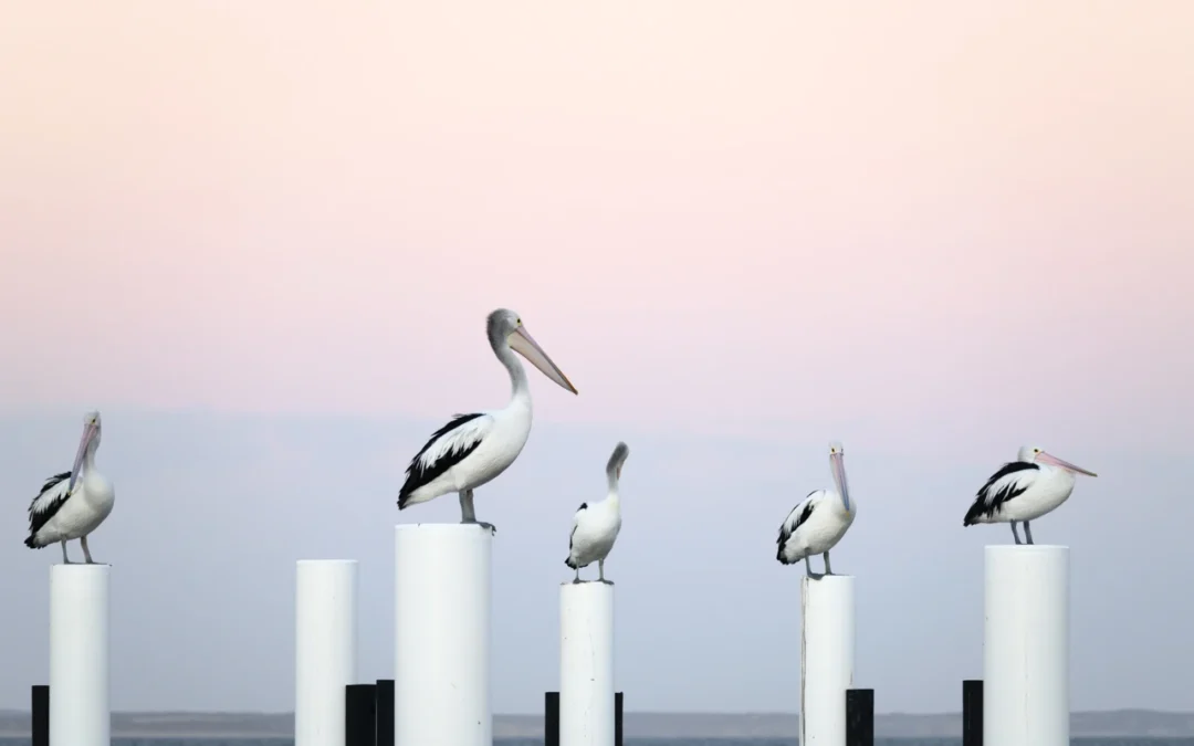 The pelicans at Marion Bay