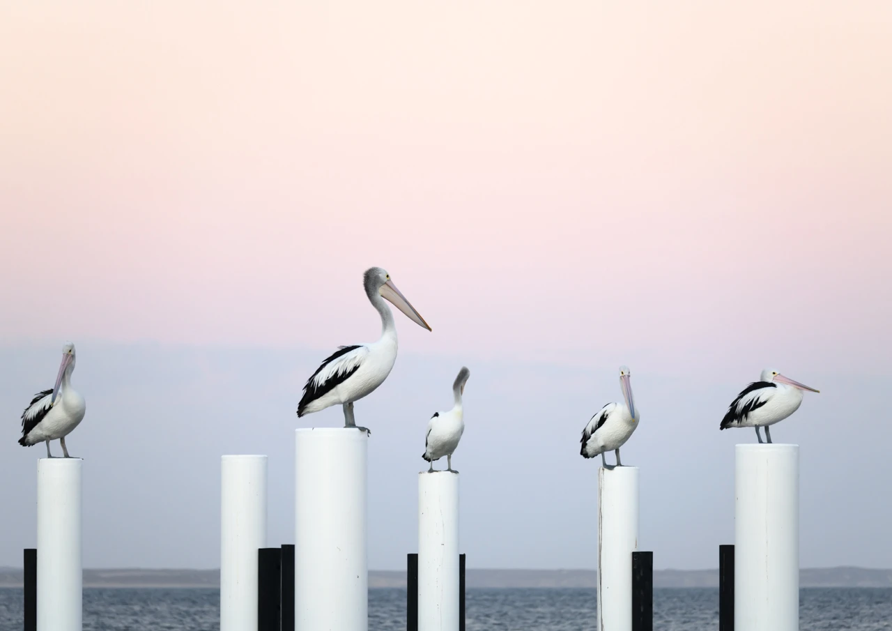Pelicans sitting on white poles at Marion Bay