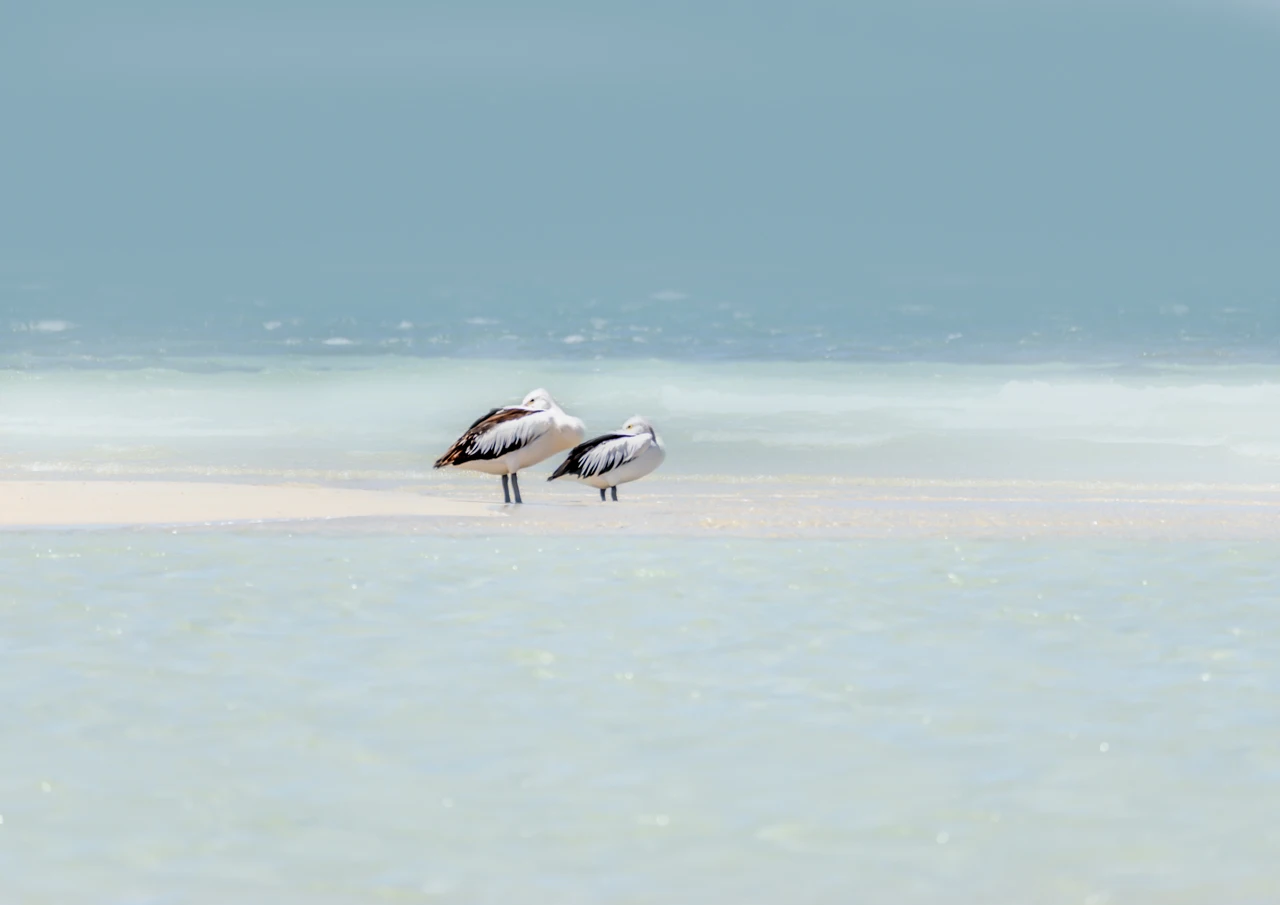 Pelicans sleeping Pelicans resting