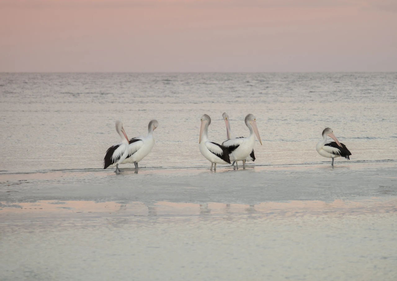 Pelicans weighed down by the beaks of life at sunset Pelicans at Penguin Point Marion Bay