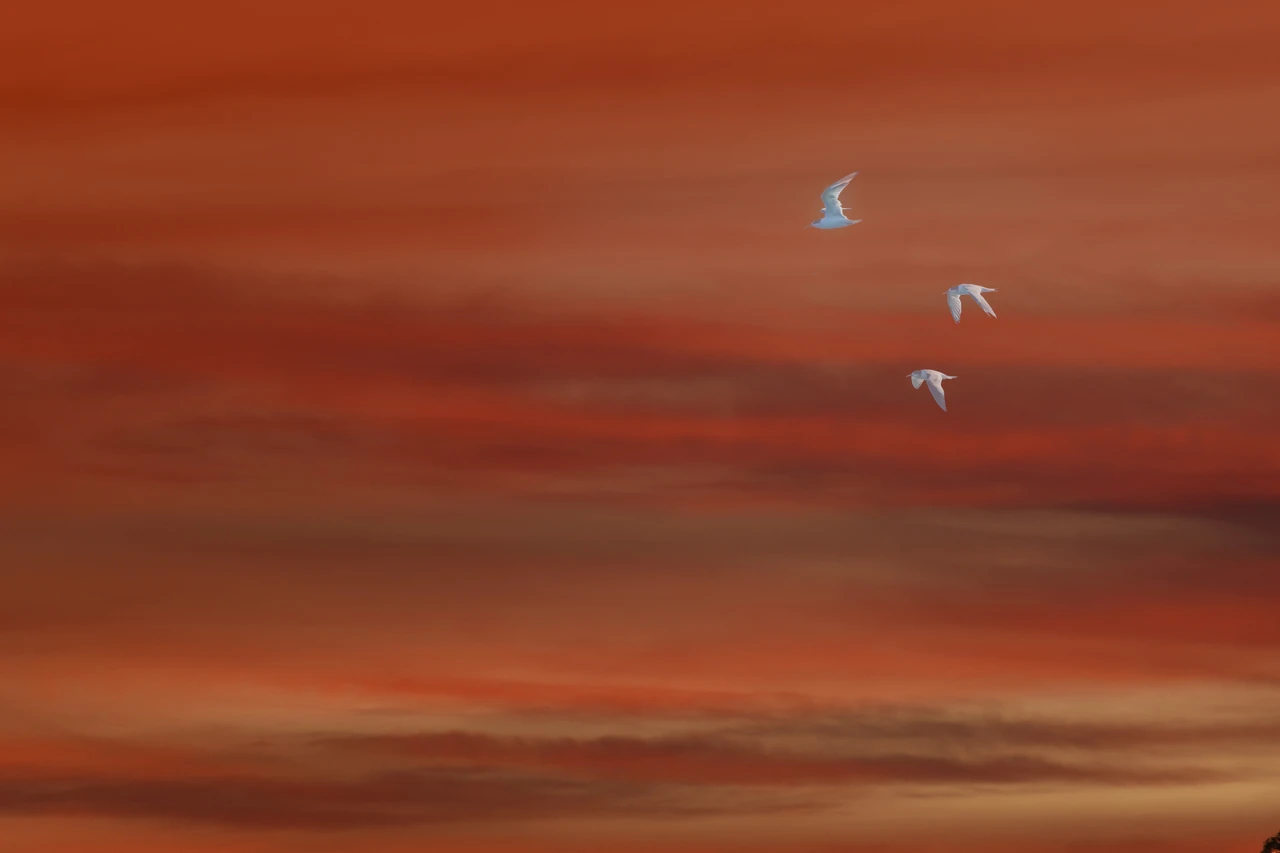 Very red sky and three white terns