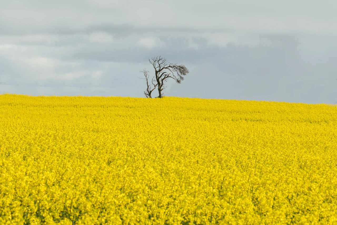 Bended tree and canola field Bent tree and canola field