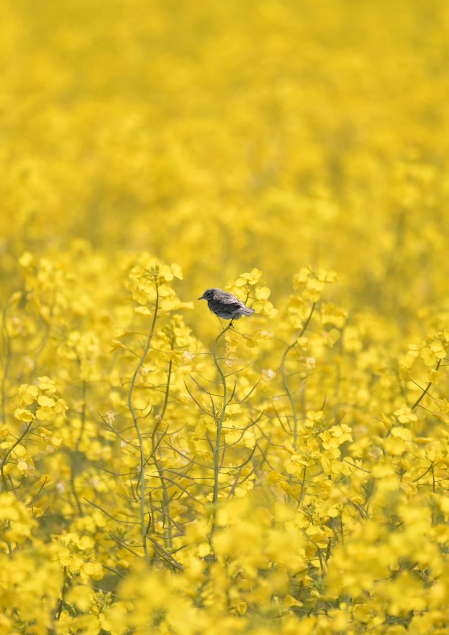 Bird in the canola flowers Bird amidst the canola