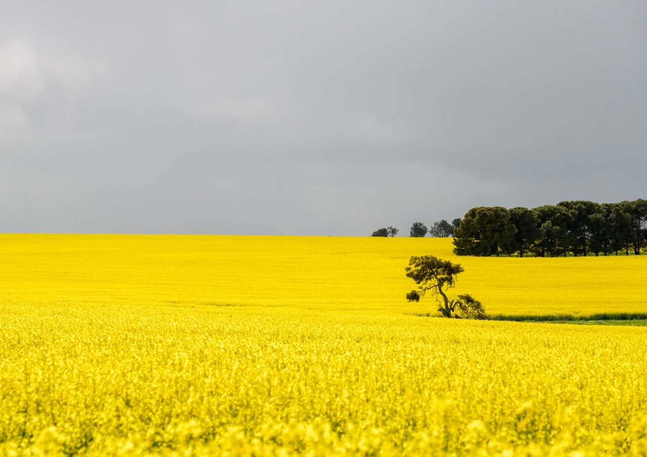 Bright yellow canola file and an old tree in the centre, grey sky and trees in the distance Yellow canola field South Australia
