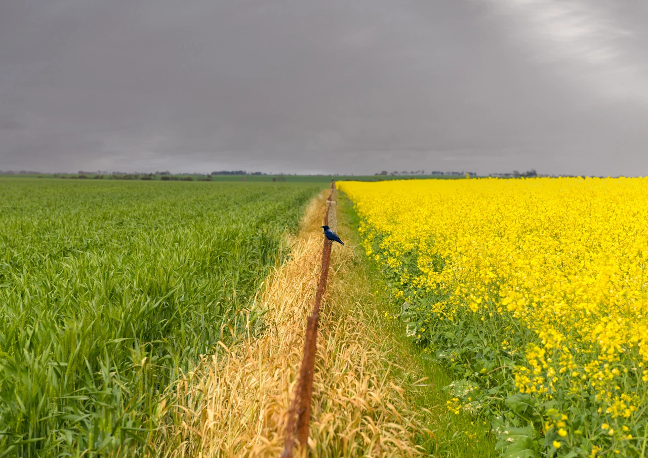 Canola and crow sits on the fence Dividing line between canola field and wheat field