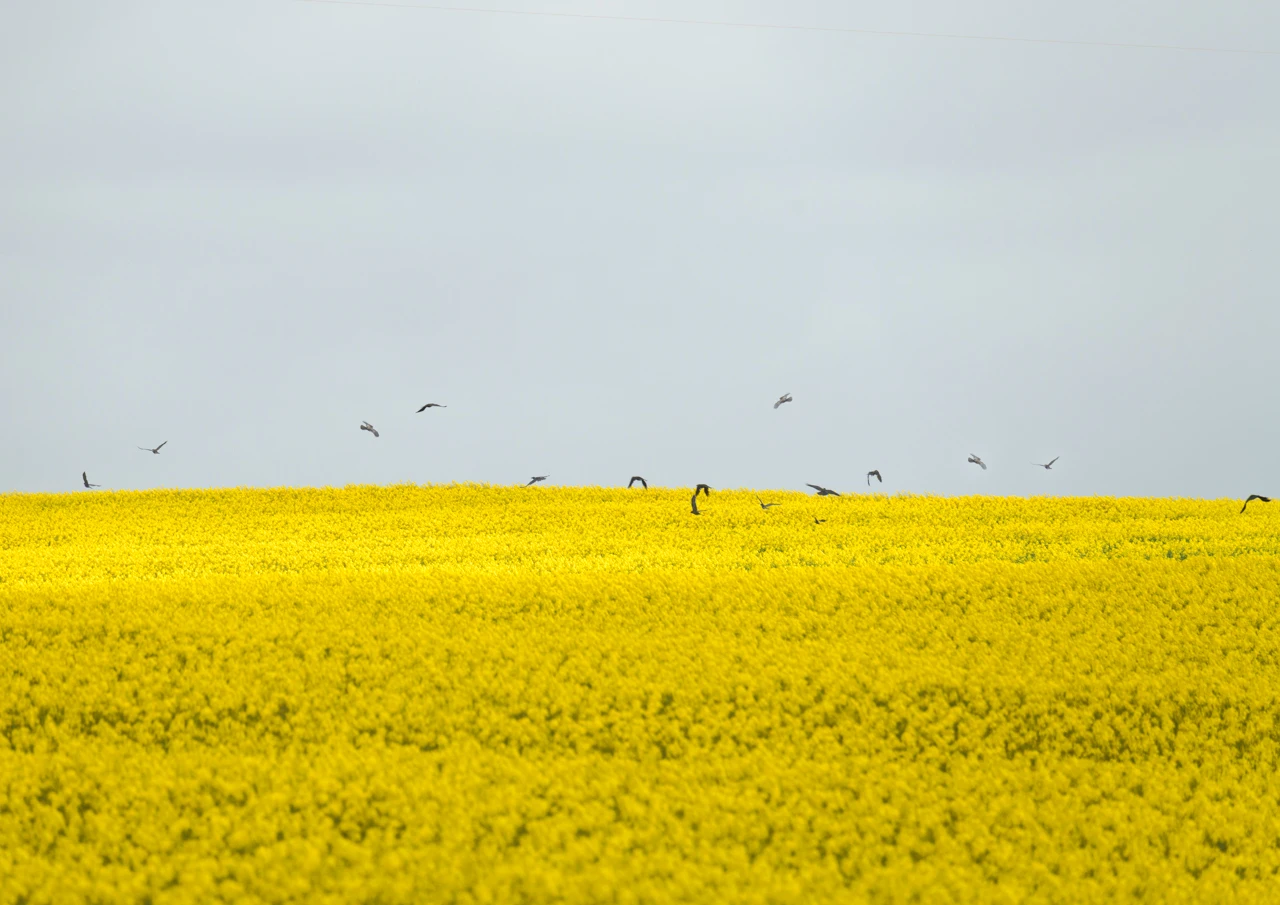 Canola and crows Canola and crows flying