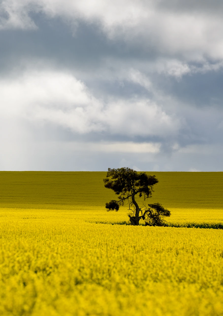 Canola and tree grey sky Canola and a tree with grey skies