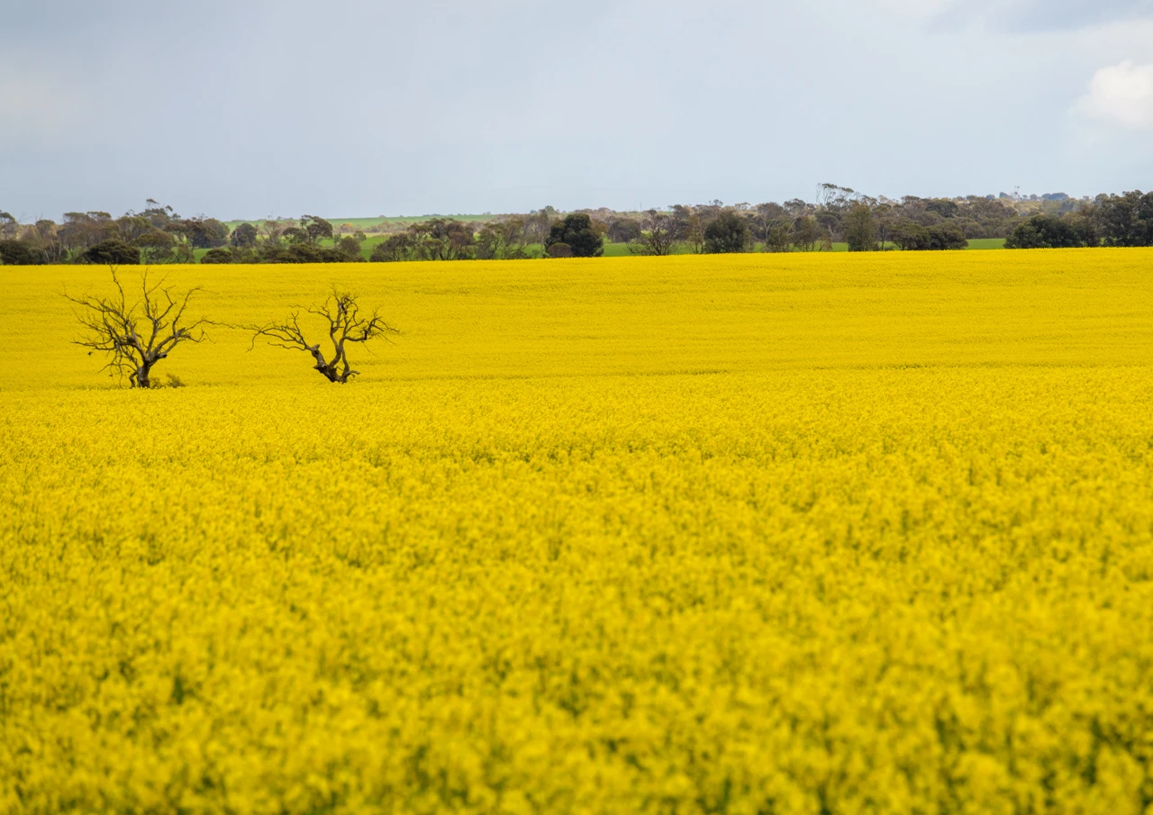 Canola and two old trees-2 Two trees in a canola field