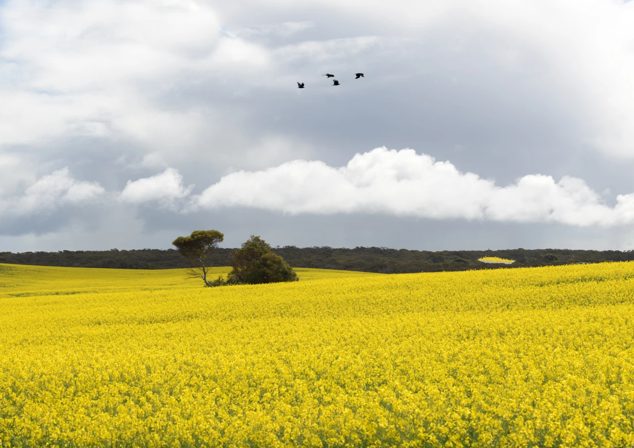 Canola field Foul bay Canola field and trees