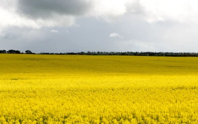 Photographing the seasonal bright yellow fields of canola