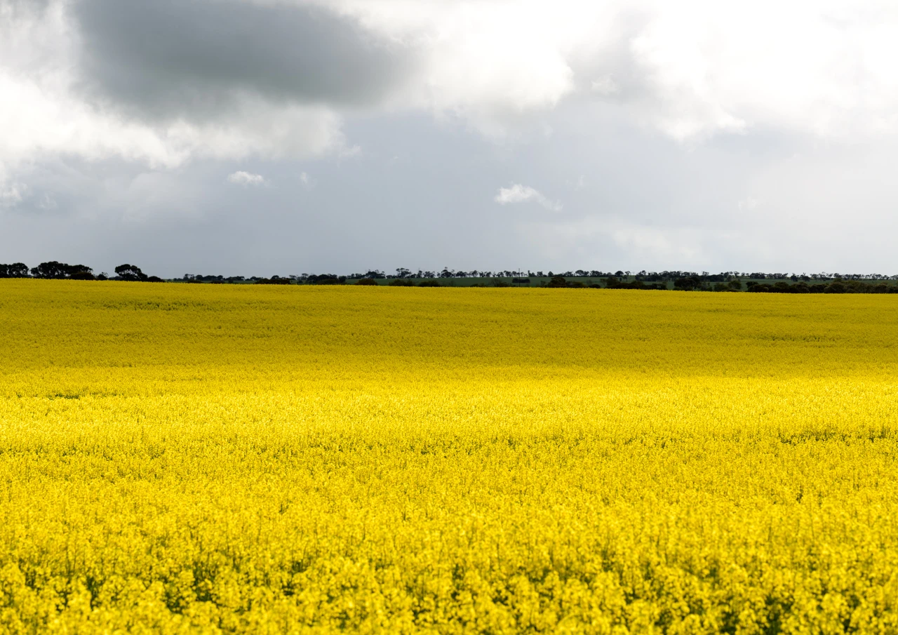 Canola field