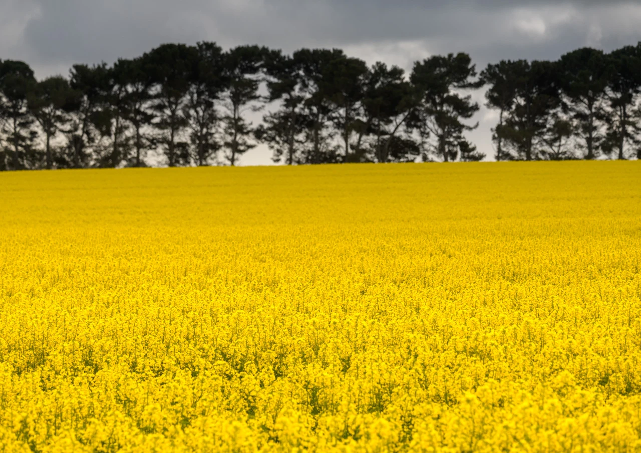 Canola field and line of trees-2 Trees in the background of a canola field