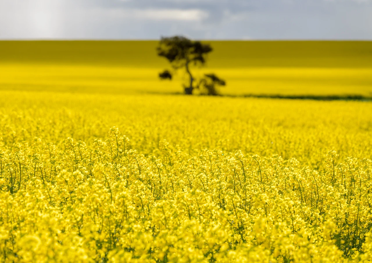 Canola field tree in background-2 Canola field and a lonely tree