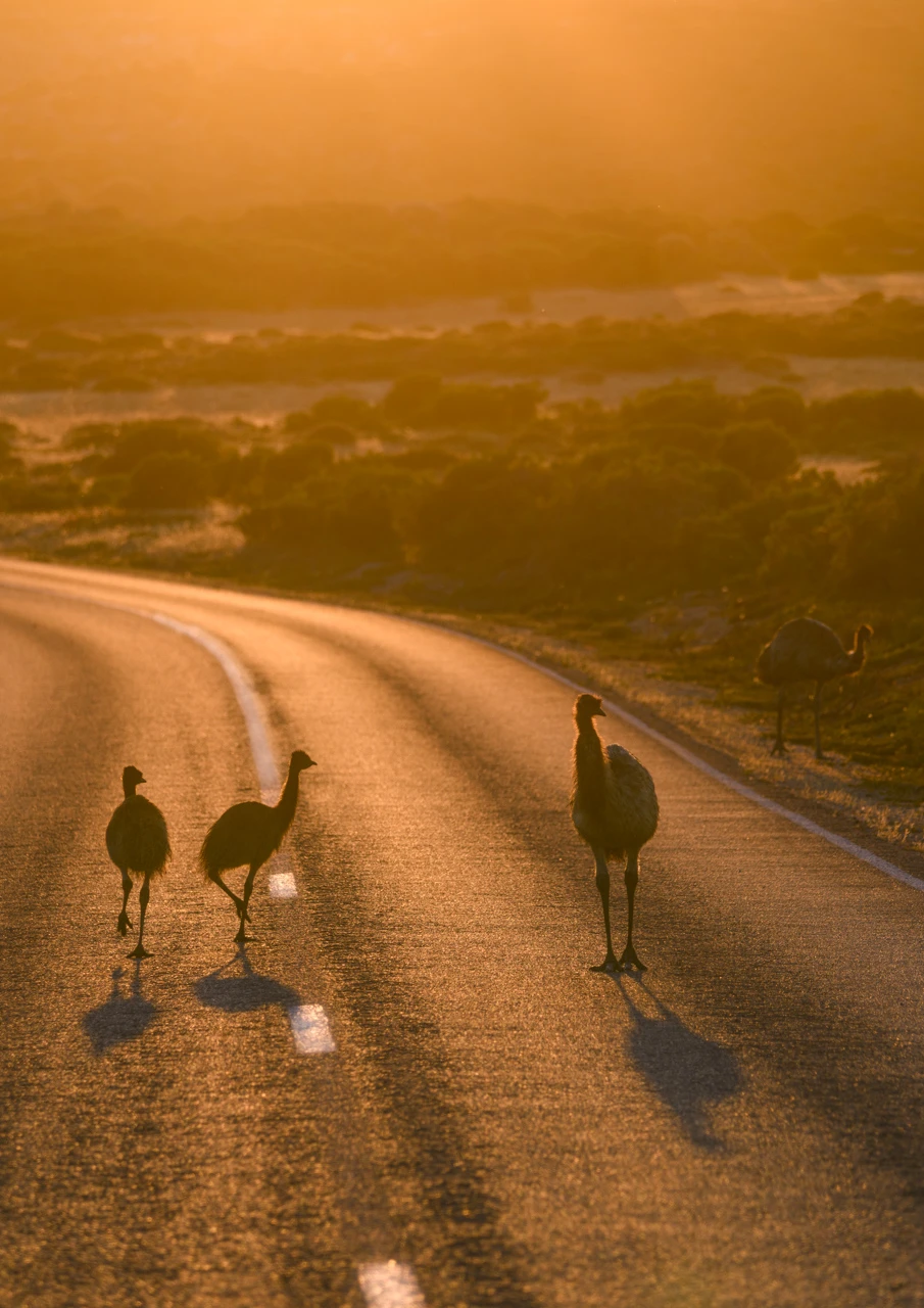 Emus walk along the road at dusk, Yorke Peninsula
