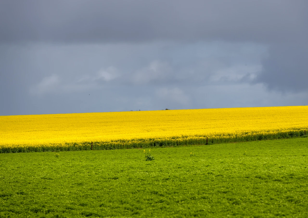 Green and yellow fields-2 Green and yellow, canola
