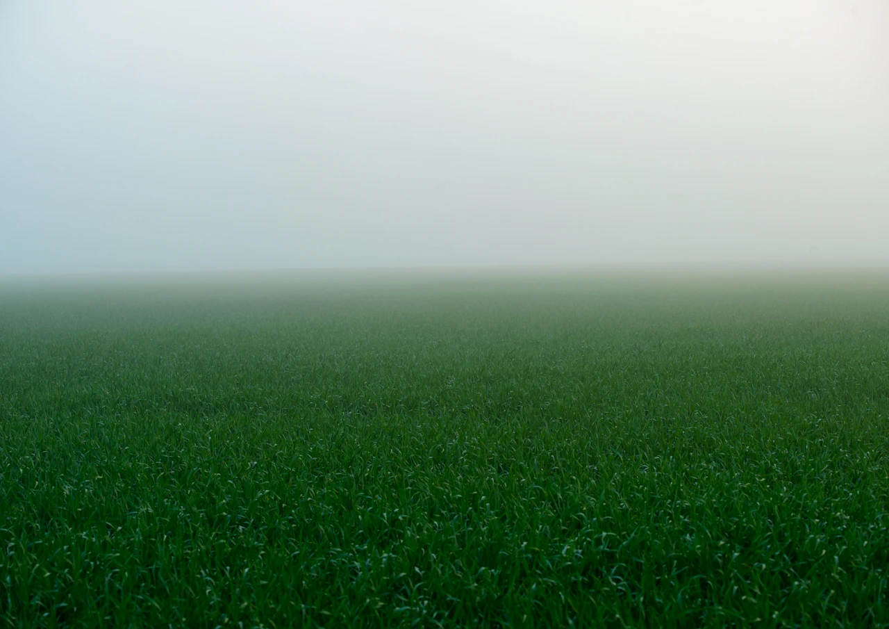 Green grass and fog