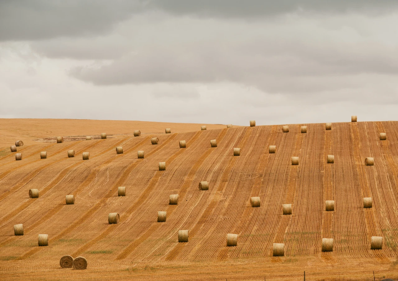 Hay bales in a line