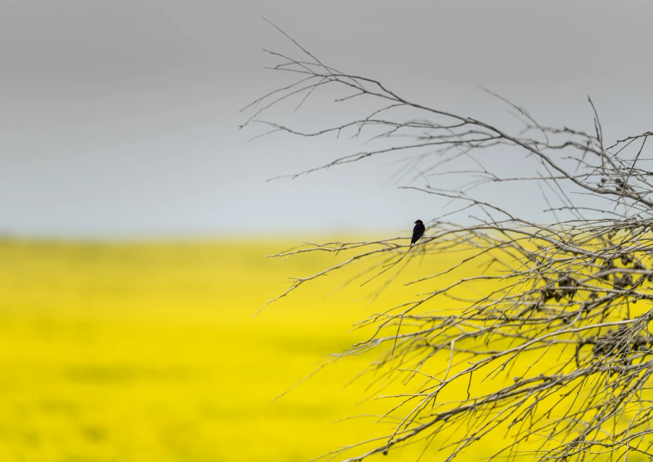 One bird sitting on a branch with blurry canola field as a background One bird sitting in a tree with blurred yellow canola field in the background