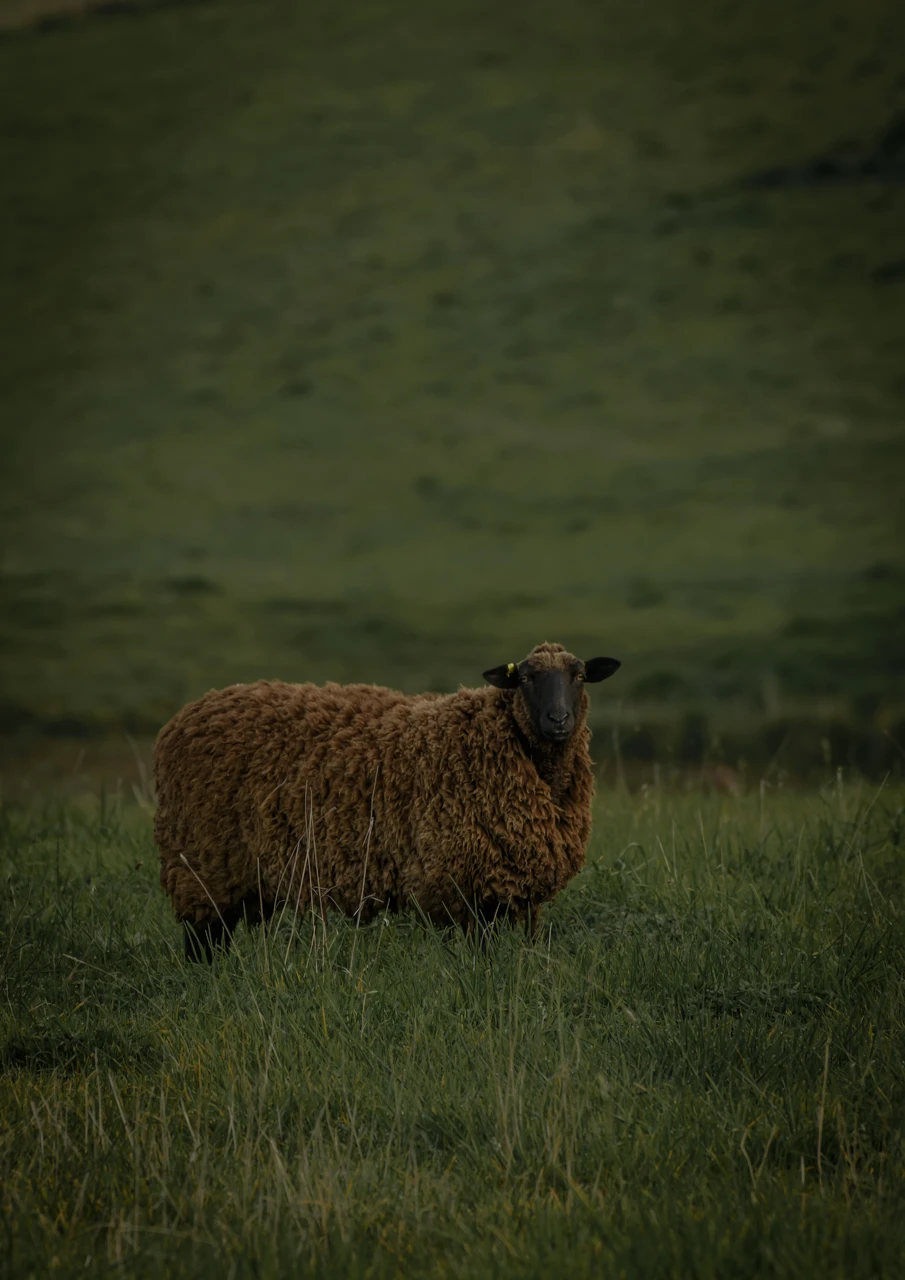 Brown sheep in very green field