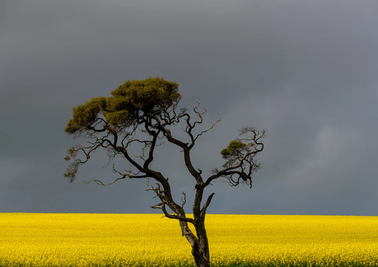 One old tree and a bright yellow canola field with dark grey sky Solitary tree and a yellow canola field