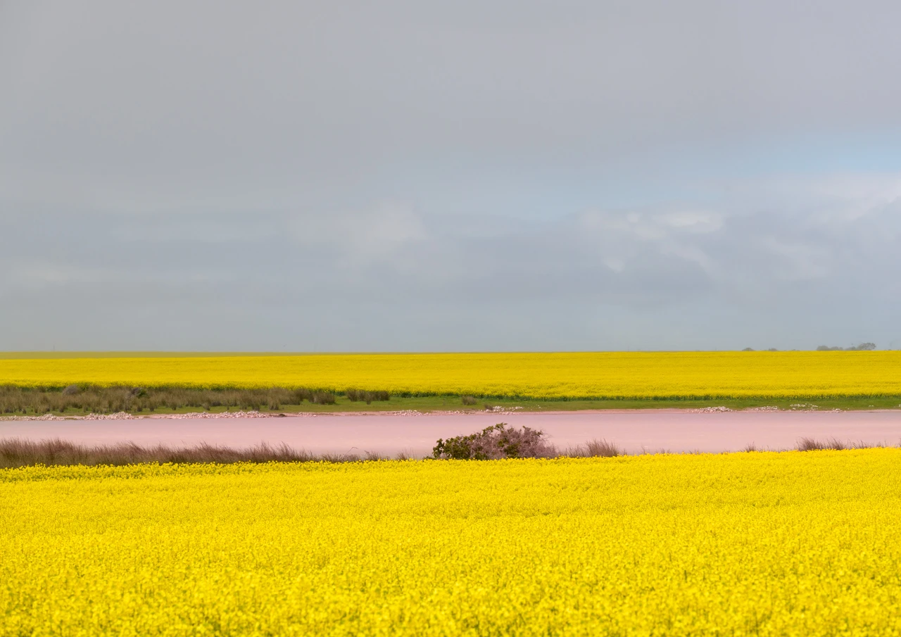 Pink lake in canola field Pink salt lake in the centre of a canola field
