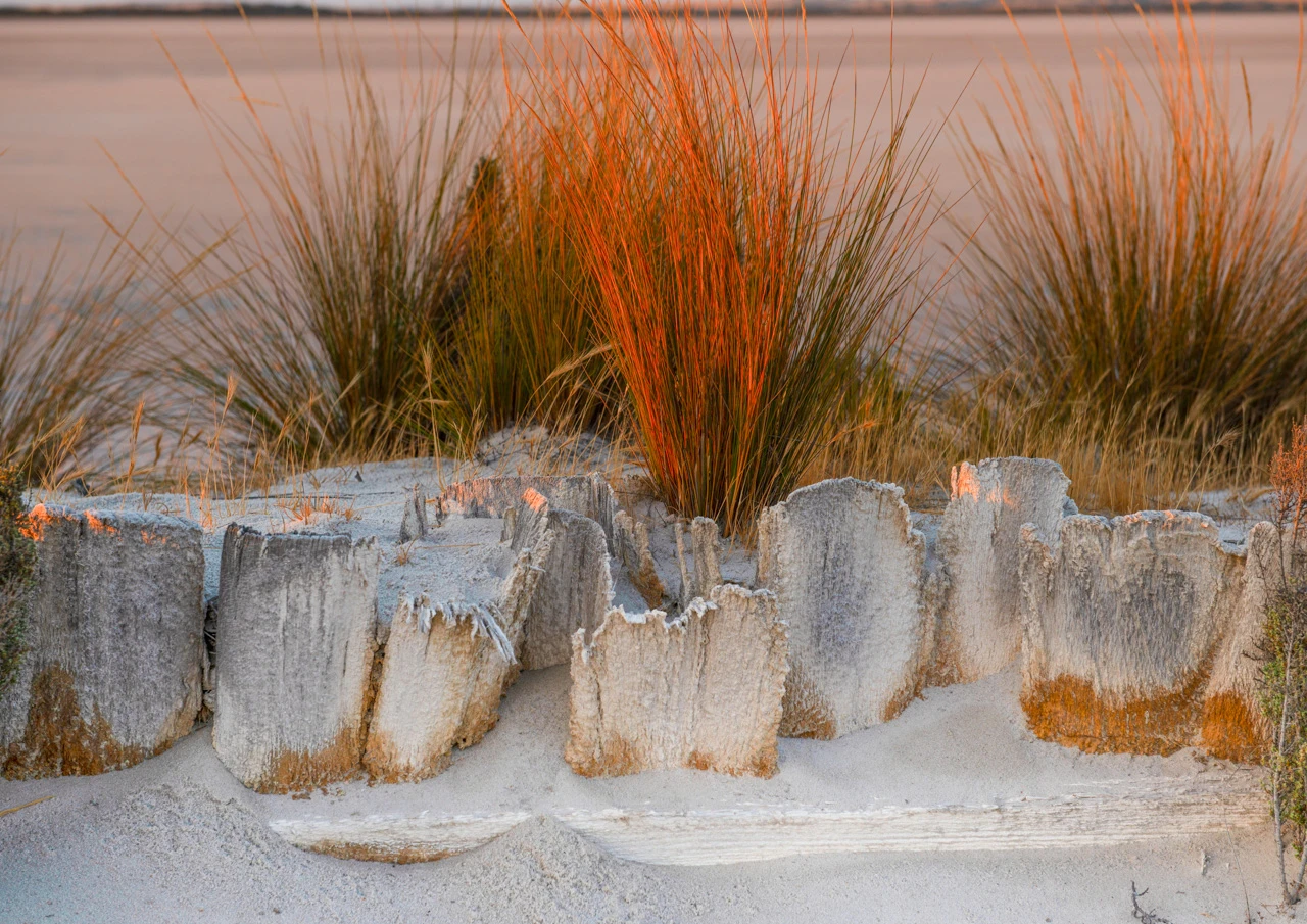 Reeds in a dry desert lake at sunset