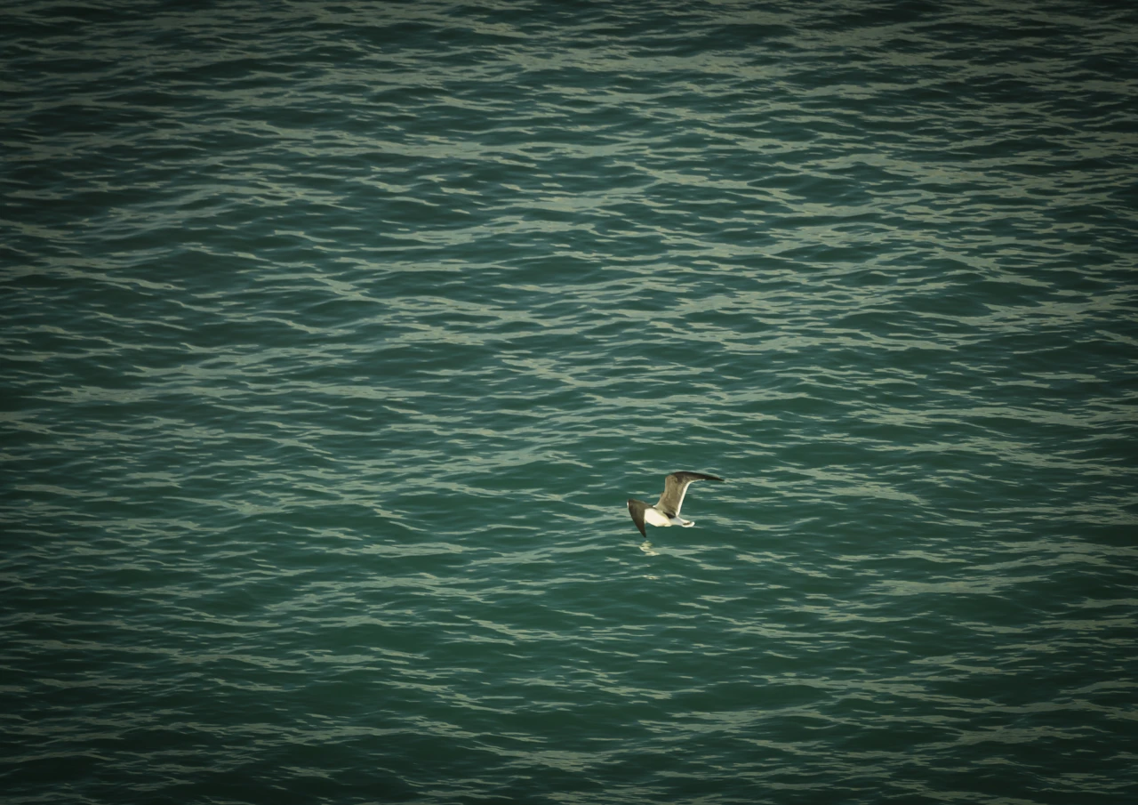 Seagull flys over green seas