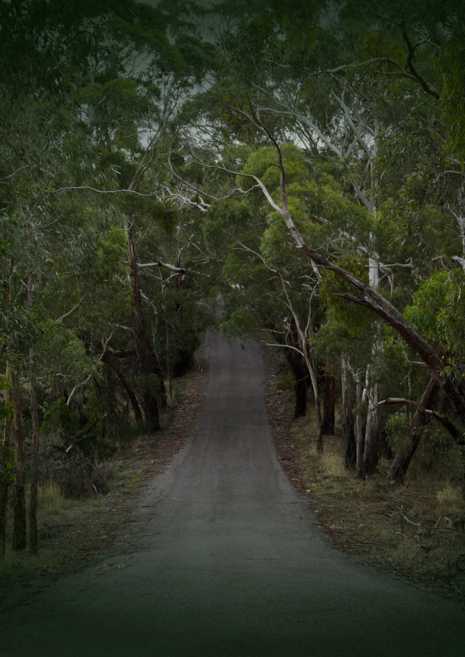 Old shingle road surrounded by trees
