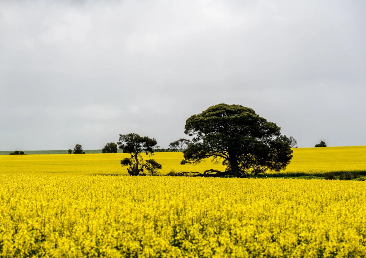 Trees in canola fields Trees in a canola field