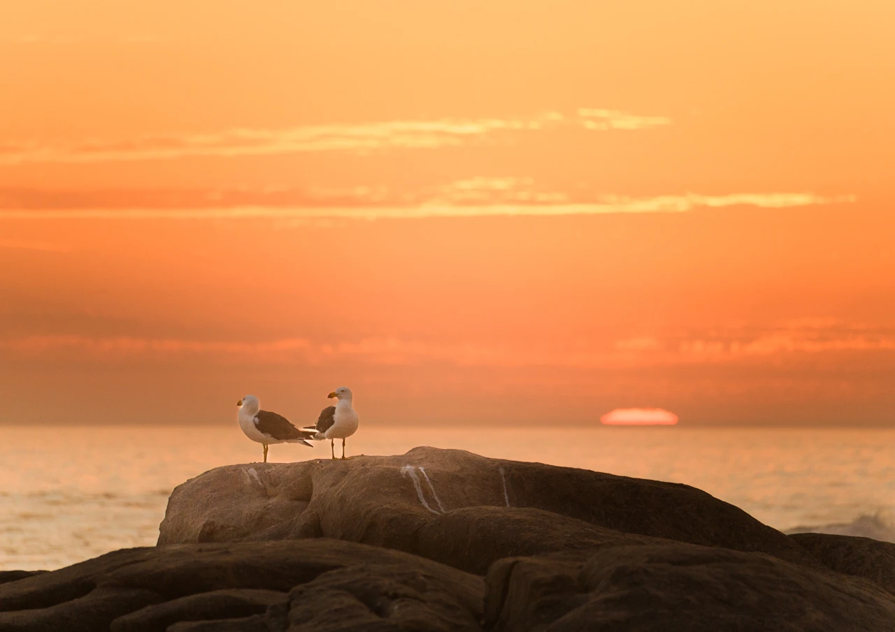 Two birds on a rock at sunset